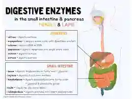 Where are Enzymes Made